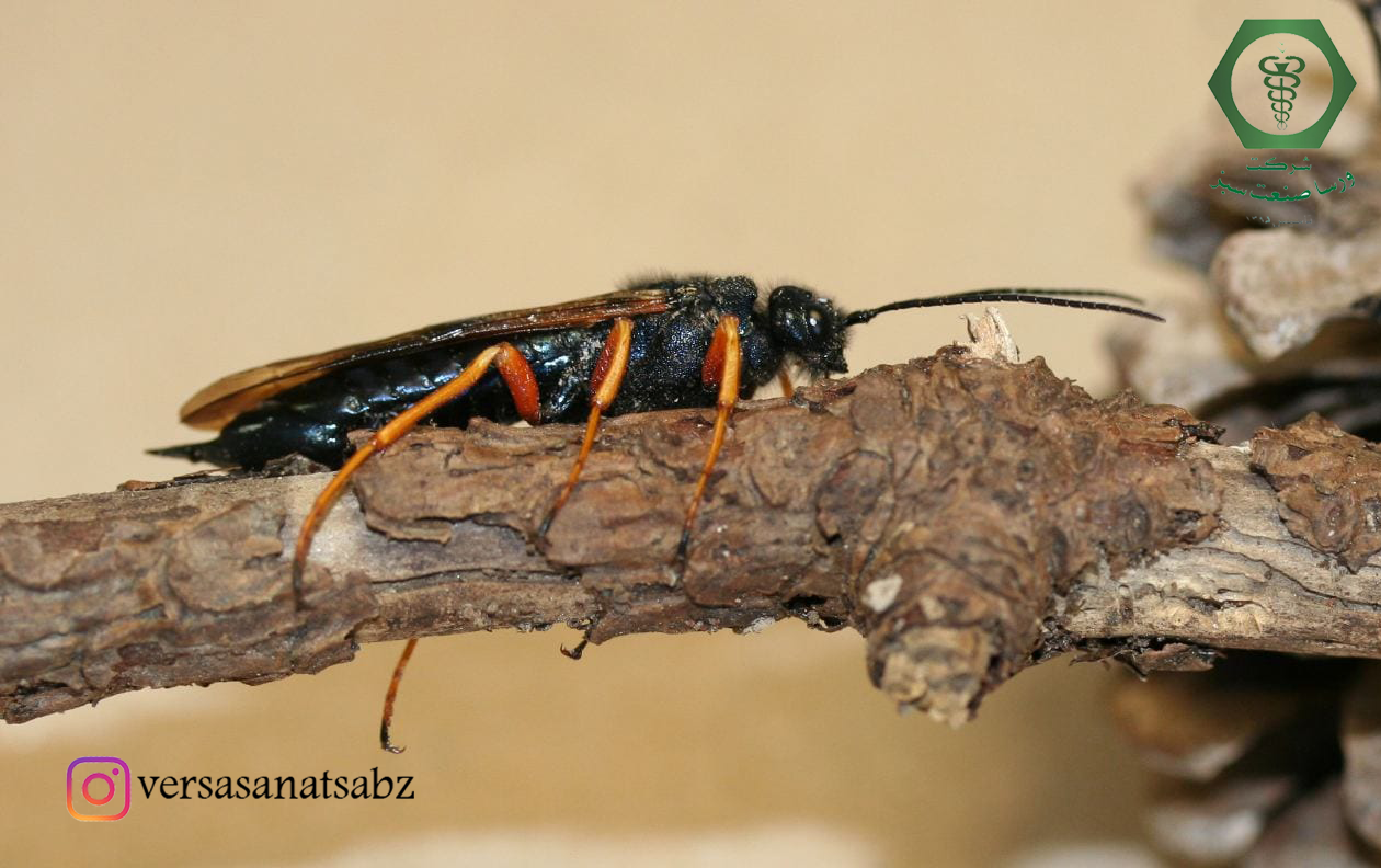 Sirex noctilio on the pine, زنبور چوبخوار کاج